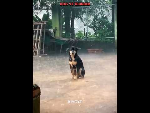 Other animals vs Thunder vs Dog⚡️☠️ #edit #usa #troll #animal #dog thumbnail