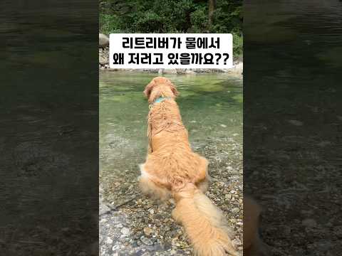 리트리버가 물에서 왜 저러고 있을까요?? (오해금지) thumbnail