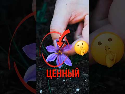🌸 Цветок дороже золота! #шафран #крокус #специи thumbnail