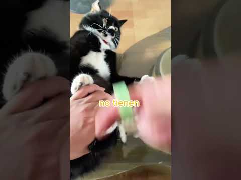 Tu gato quiere arreglarte las garras 😼 #shorts #mascotas #gatos thumbnail