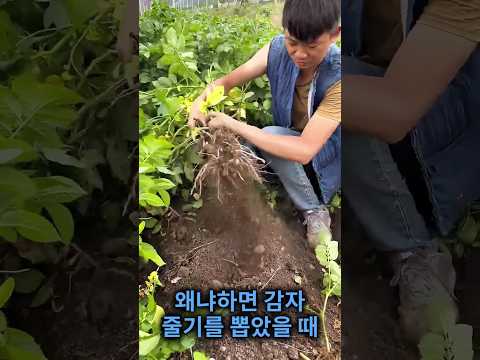 그의 감자는 아무도 사지 않았어요 thumbnail