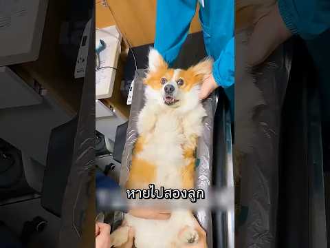 คอร์กี้เศร้าเพราะไม่มีไข่ให้สะบัดอีกต่อไป thumbnail