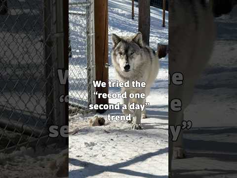 One Second Every Day at the Colorado Wolf and Wildlife Center thumbnail