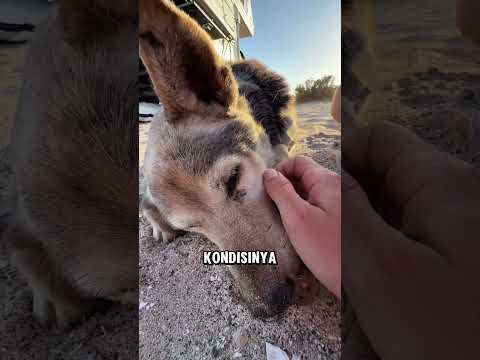 Anjing ini bermain dipantai untuk yang terakhir kalinya ? thumbnail