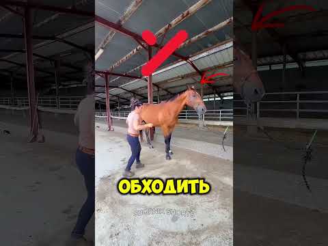 Как правильно подходить к лошади? thumbnail