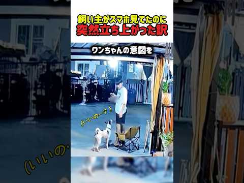 【感動】僕も座りたいな…愛犬の視線に気づいた飼い主。迷わず席を譲って自分は地面へ。　#いぬ #犬 #ワンコ #犬動画 #犬のいる暮らし #飼い主 #絆 #癒やし #犬の気持ち #優しい #shorts thumbnail