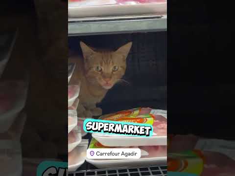 This Homeless Cat Found a Clever Way to Never Be Hungry Again 😳 (@kilikia7/TT) thumbnail
