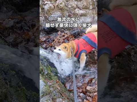 お山の湧き水を豪快にいただく柴犬の勇ましさよ #柴犬 #柴犬のいる暮らし #赤柴 #shorts thumbnail