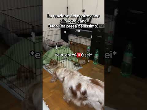 la reazione del mio cane al nuovo cane  #perte #neiperte #divertente #seltsam #cane thumbnail