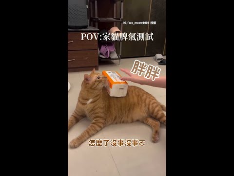 【貓咪脾氣測試】大橘為重超穩定！　奴才在貓主子身上玩衛生紙疊疊樂 #Shorts thumbnail