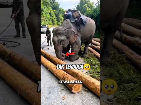Gajah Ini Selamatkan Tentara! 😳🐘 #shortvideo thumbnail