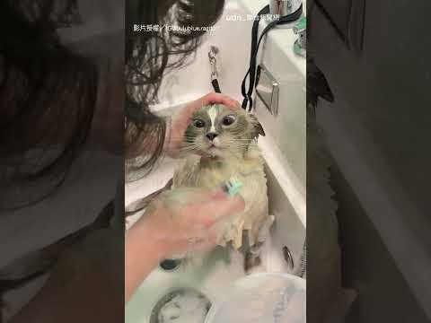【溫柔貓貓】布偶貓洗澡刷毛 牠伸小手委婉拒絕超乖｜布偶貓｜ 貓咪｜溫柔｜寵物 thumbnail