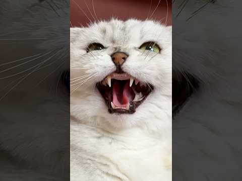 The familiar sound of all cat lovers😂 Do you hear this often? #cats #funny #comedy #memes #cat thumbnail