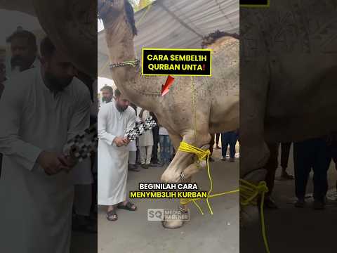 Cara M3nyemb3lih Qurban Unta #shorts thumbnail
