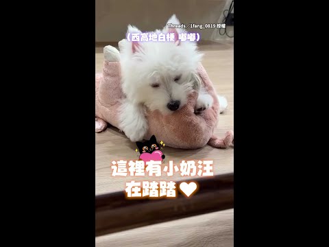 【沉浸式踏踏】西高地白梗小奶汪邊咬娃娃邊踏踏♥表情超滿足 #Shorts thumbnail