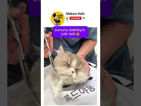 berberde tıraş olan kedicik thumbnail