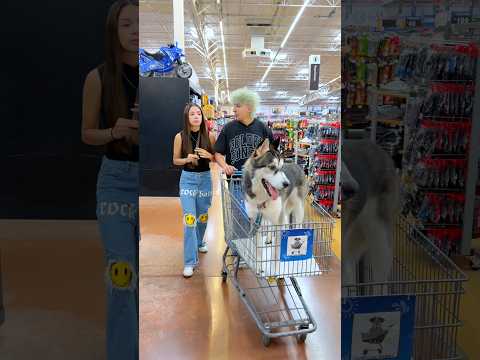 SE LLEVARON A MI PERRO 🐶 😢 thumbnail