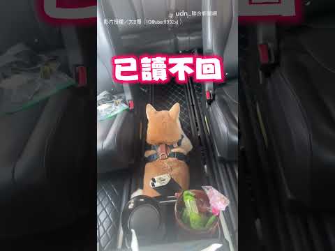 【不想聊天】運將載到高冷「總柴」 熱情聊天都被牠已讀｜uber｜計程車｜運將｜司機｜聊天｜寵物｜狗狗｜柴犬｜淡定｜高冷 thumbnail