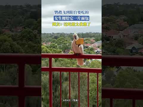 鹦鹉飞到阳台要吃的，女生便给它一片面包，网友：这吃相太优雅了#金榜同行时# thumbnail