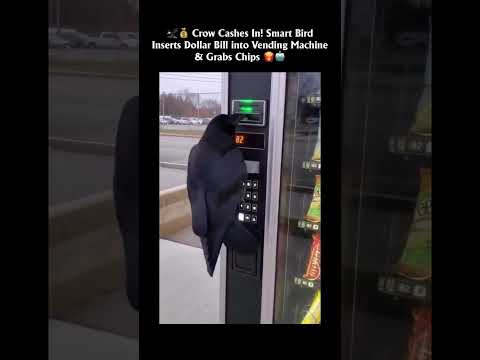 Crow Cashes In! Smart BirdInserts Dollar Bill into Vending Machine& Grabs Chips ❤️‍?? thumbnail