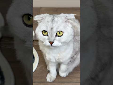 Do your cats do this?🫣 #cats thumbnail