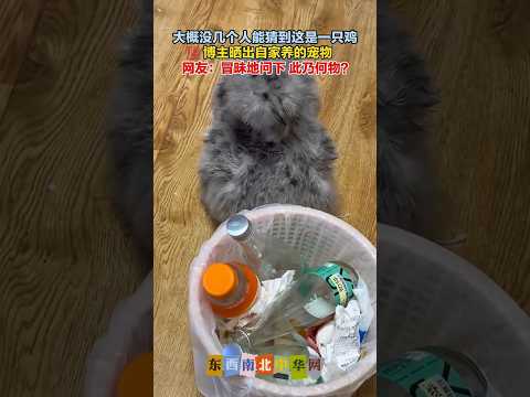这只希尔鸡不要说分公母，我连它的五官都找不到～ thumbnail