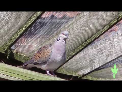 Turtle Dove thumbnail