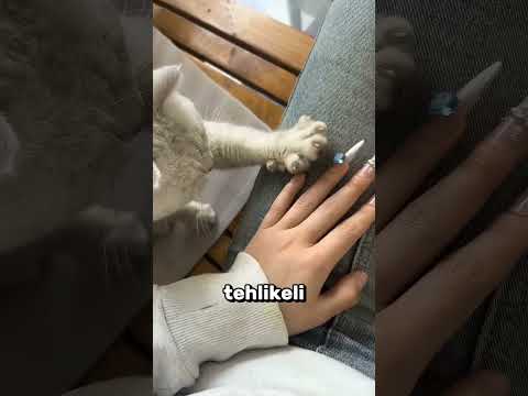 Kedilerin Gizli Düşünceleri! 😨 thumbnail