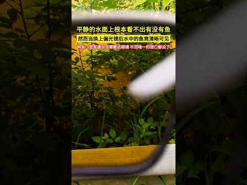 平靜的水面上根本看不出有沒有魚，然而當換上偏光鏡後，水中的魚竟清晰可見，網友：釣不到魚的建議不要戴這眼鏡，不然唯一的藉口都沒了！#shorts thumbnail