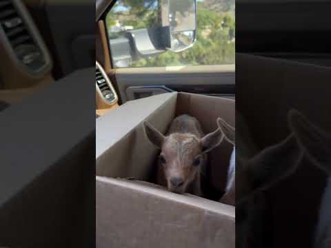 Husband Said NO More Kids… So I Bought Two Anyway thumbnail