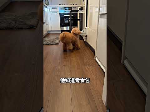 零食机没了？小狗自己叼一包来续杯? thumbnail