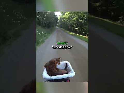 Threes Dogs Messed with the Wrong Cat ? thumbnail