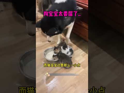 狗宝宝太委屈了 #搞笑视频 #感人壹幕 #搞笑 #funny #影視解説 #大熱門 #寵物友善日常 #萌寵 #精彩影视 #影视聚焦 thumbnail