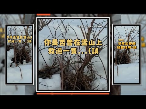 雪地洞口冒出白色小動物　可愛身影彷彿雪地小精靈 thumbnail