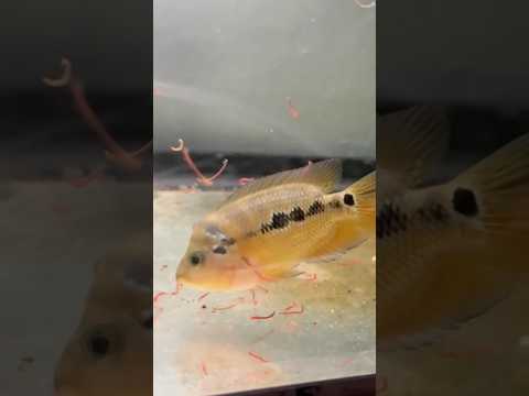 TOP RATED Flowerhorn baby fish! thumbnail