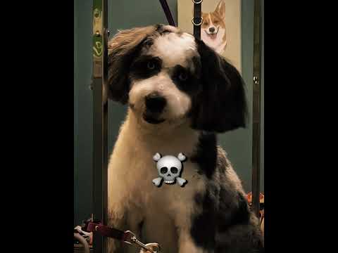 Skinwalker Dogs 💀 thumbnail