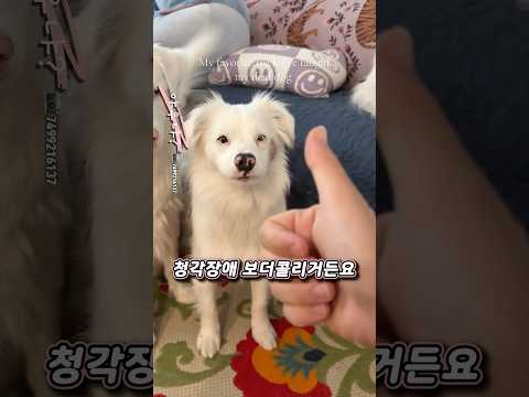 보더콜리가 진짜 천재인 이유 thumbnail