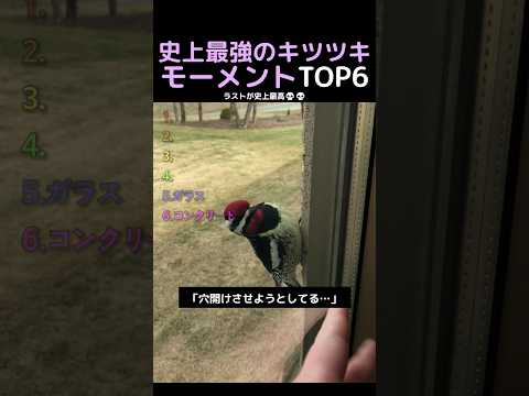 史上最強のキツツキモーメントTOP6 thumbnail