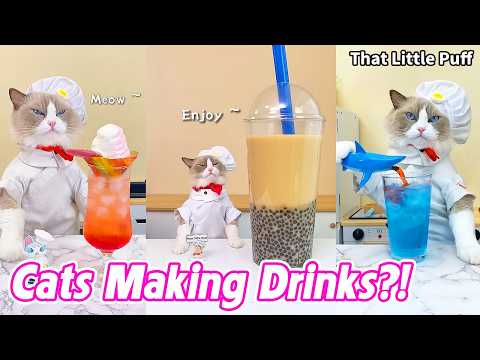Cats Making Drinks?! 🐱🍹 30 Drink Recipes You Didn’t Expect | That Little Puff thumbnail