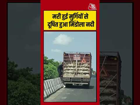 Shorts | मरी हुई मुर्गियों से दूषित हुआ मिंडोला नदी #Surat #viral #shorts #trending #ATShorts thumbnail