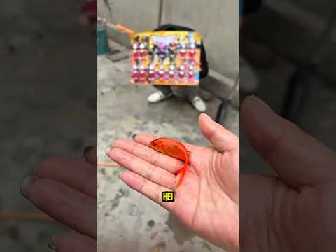 ?Tuan yang Konyol vs Ikan yang Pintar | Air yang LucuKisah Rumah?✨ thumbnail