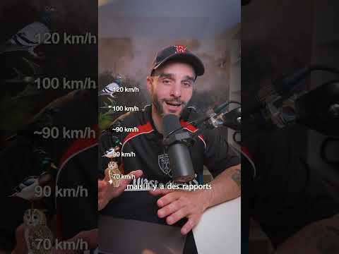 Les animaux les plus rapides du monde ! #shorts thumbnail