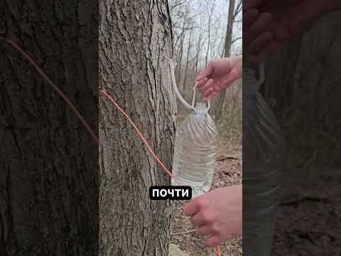 🍁 Почему кленовый сироп делают так долго! #животные #природа #факты thumbnail