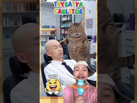 Salon kucing Salah potong rambut!!? #comedy #funny #shorts thumbnail