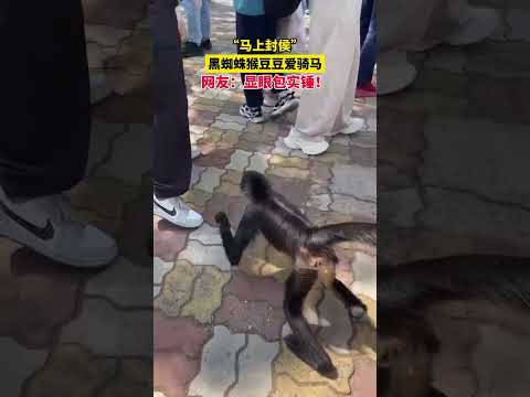 黑蜘蛛猴豆豆愛騎馬，網友顯眼包實錘! thumbnail