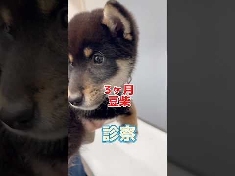 たくさんお水を飲んで、たくさん尿をして、膿も出てる3ヶ月の豆柴が動物病院にやって来た！ thumbnail