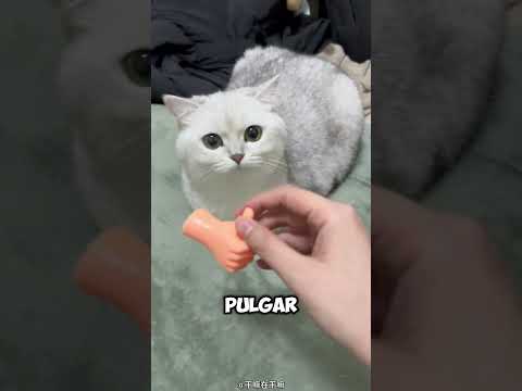 A los gatos les gusta recibir masajes con manos de juguete. thumbnail