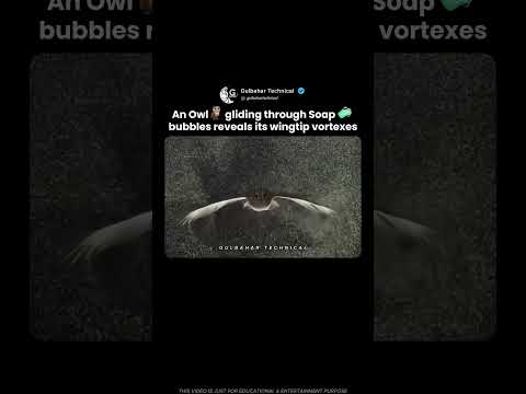 Owl Flies Through Bubbles — Nature’s Hidden Physics! 🦉✨ thumbnail
