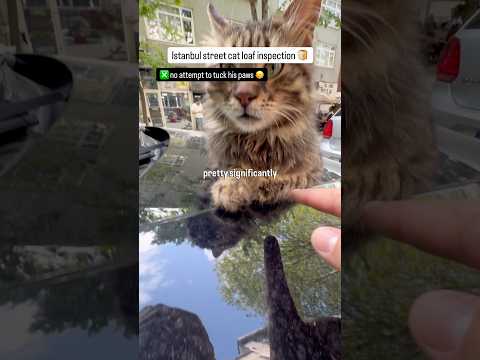 Loaf rating of a cute cat on the hood of a car ☺️ thumbnail