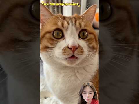 Mèo Said: xui lắm mới vào nhà này thumbnail
